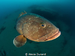 Charlie/Felix the best dive buddy ever! by Alexia Dunand 